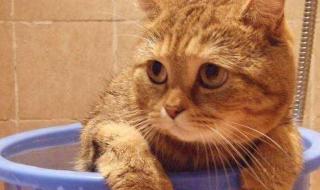 猫多久洗次澡 猫多久洗一次澡